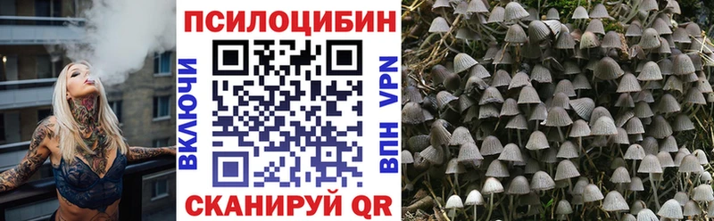 Купить где Чкаловск Галлюциногенные грибы Magic Shrooms